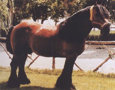 Burguete Horse